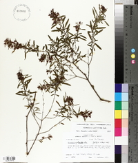 Hypericum galioides image