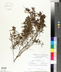 Hypericum galioides image