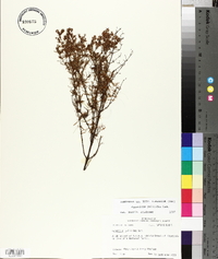 Hypericum galioides image