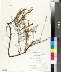 Hypericum galioides image