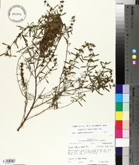 Hypericum galioides image