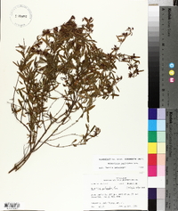 Hypericum galioides image