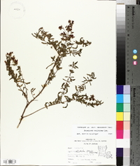 Hypericum galioides image