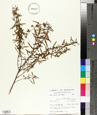 Hypericum galioides image