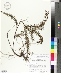 Hypericum galioides image