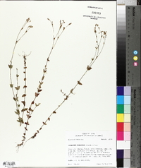 Hypericum gymnanthum image