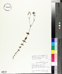 Hypericum gymnanthum image