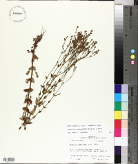 Hypericum gymnanthum image