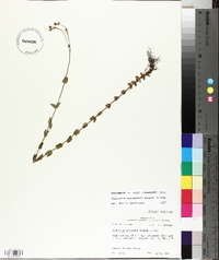 Hypericum gymnanthum image