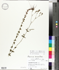 Hypericum gymnanthum image