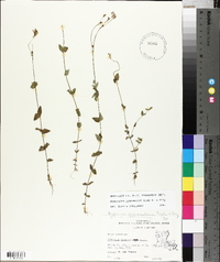 Hypericum gymnanthum image