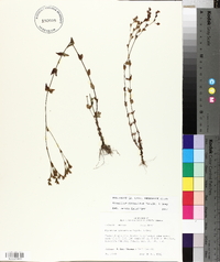 Hypericum gymnanthum image