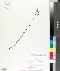 Hypericum gymnanthum image