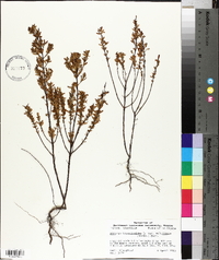 Hypericum hypericoides subsp. multicaule image