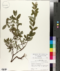 Hypericum nudiflorum image