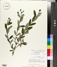 Hypericum nudiflorum image