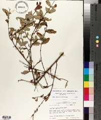 Hypericum nudiflorum image