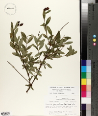 Hypericum nudiflorum image
