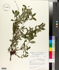 Hypericum nudiflorum image