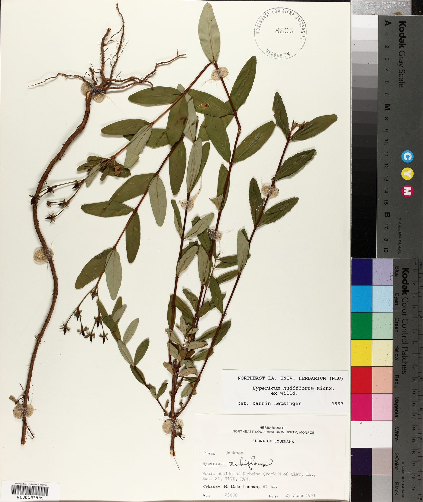 Hypericum nudiflorum image
