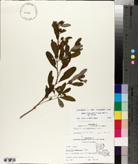 Hypericum nudiflorum image