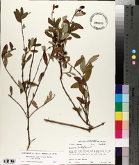 Hypericum nudiflorum image