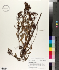 Hypericum prolificum image