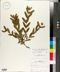 Hypericum prolificum image