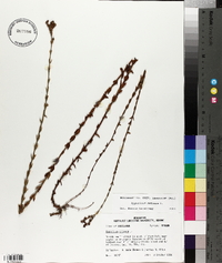 Hypericum setosum image