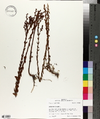 Hypericum setosum image