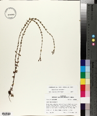 Hypericum setosum image