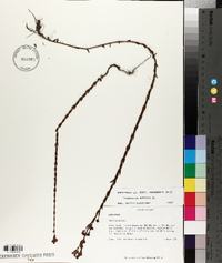 Hypericum setosum image