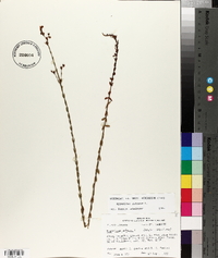 Hypericum setosum image