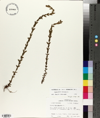 Hypericum setosum image