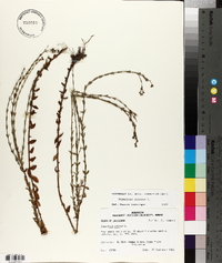 Hypericum setosum image