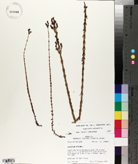 Hypericum setosum image