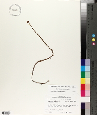 Hypericum setosum image