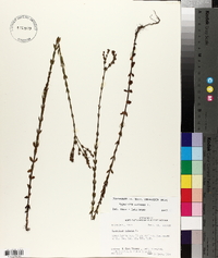 Hypericum setosum image