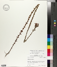Hypericum setosum image