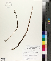 Hypericum setosum image