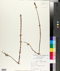 Hypericum setosum image