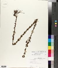 Hypericum setosum image