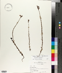 Hypericum setosum image