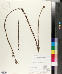 Hypericum setosum image