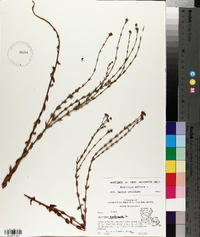 Hypericum setosum image
