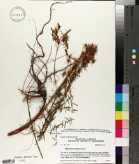 Hypericum concinnum image