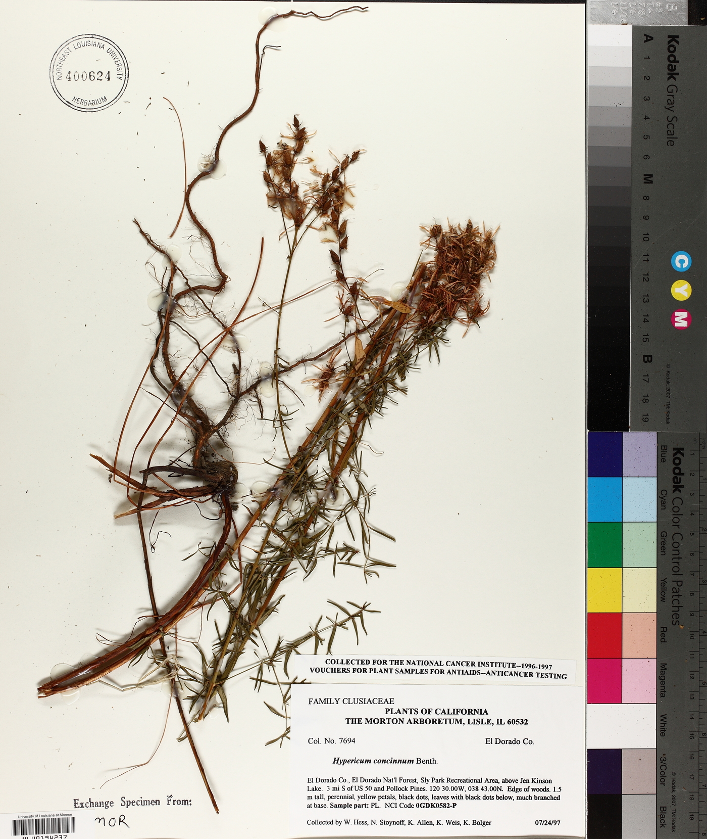 Hypericum concinnum image