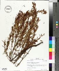 Hypericum densiflorum image