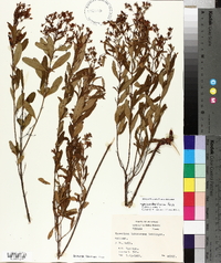 Hypericum densiflorum image