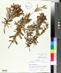 Hypericum densiflorum image